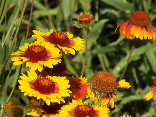 Gaillardia pulchella 07