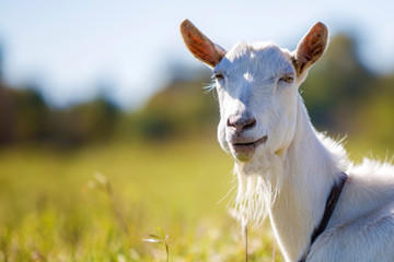 Obraz premium Portrait of white goat with beard on blurred bokeh background. Farming of useful animals concept.