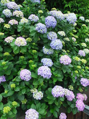 フェンスに咲く青の紫陽花