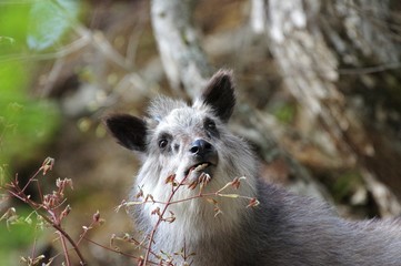 野生のカモシカ