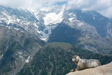 A Mountain Goat on a Rock in Triund at the foot of the Dhauladhar Ranges of India