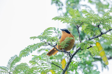 White-browed Robin-Chat male in Kruger National park, South Africa ; specie Cossypha heuglini...