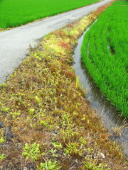 農道と畦と青田風景