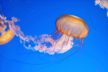 Orange jellyfish (Chrysaora fuscescens or Pacific sea nettle) in blue ocean water