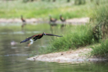 White faced Whistling-Duck flying over water in Kruger National park, South Africa ; Specie Dendrocygna viduata family of Anatidae