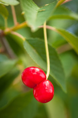 Sour cherry