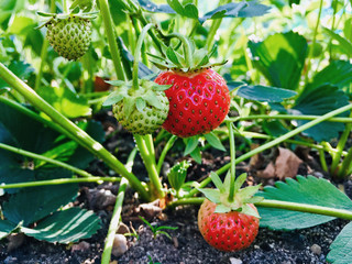 Nachhaltige unreife Bio Erdbeeren