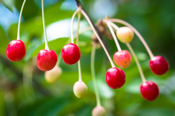 Sour cherry