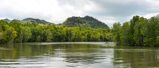 Mangrove jungle at summer day