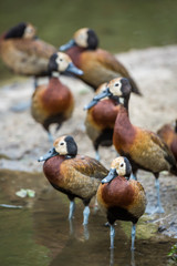 White faced Whistling-Duck group close-up in Kruger National park, South Africa ; Specie Dendrocygna viduata family of Anatidae