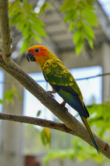 Colorful parrots at botanic garden