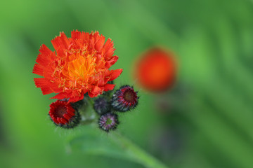 Red and orange flower on green background, Pilosella aurantiaca