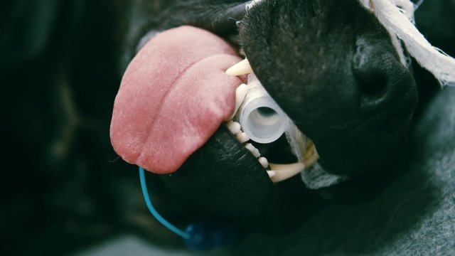 Dog sleeping during an operation with a tube inserted in his throat helping him breathe.