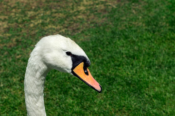 copy spaсe, swan head close up smotkin to camera