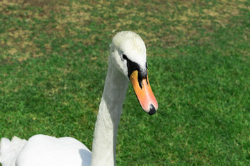Obraz premium white swan on the grass