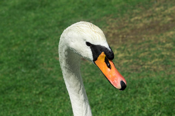 swan head close up smotkin to camera