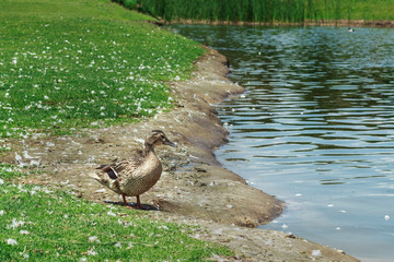 duck stands at the shore of a lake
