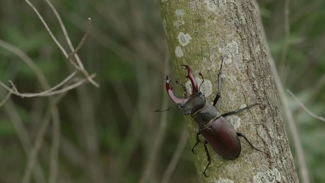 Stag beetle on tree