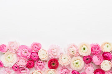 Beautiful colored ranunculus flowers on a white background.Spring greeting card.