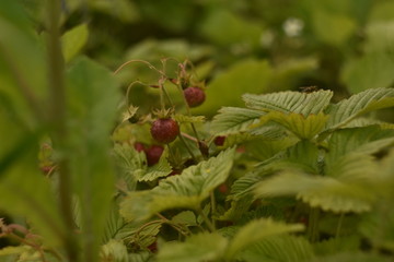 red berries on a bush