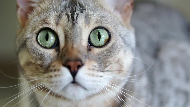 Close-up portrait of a beautiful grey purebred Bengal cat with green eyes. Slow motion footage.