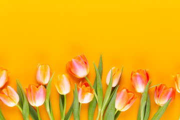 Yellow pastels color tulips on yellow background.