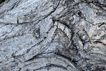 Background Tree Texture wood 