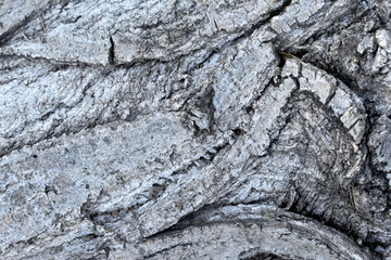 Background Tree Texture wood 