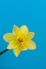 One bright beautiful yellow Narcissus on blue background. Fresh spring concept. Flat lay vertical composition with copy space for text