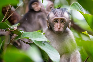 Baby Macaque