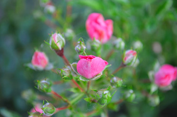 Pink Rose. Nature.