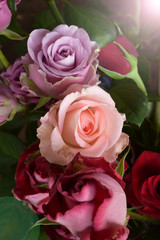 close up of colorful rose for background 