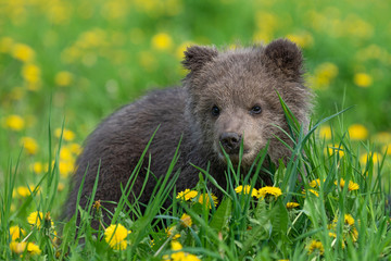 Brown bear cub playing on the summer field © byrdyak
