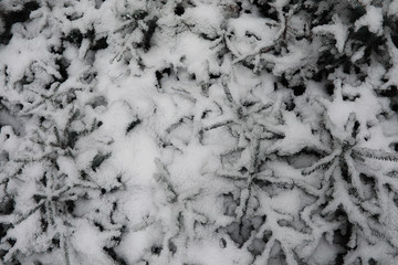 Winter forest. Landscape of winter forest on a sunny day. Snow-covered trees and Christmas trees in the forest. Branches under the snow. Bad snowy weather a cold day.