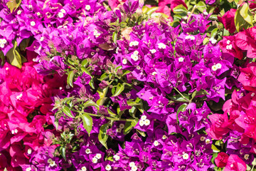 Fototapeta premium Purple and pink Bougainvillea spectabilis (Paperflower) background 