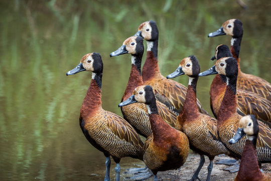 White faced Whistling-Duck group close-up in Kruger National park, South Africa ; Specie Dendrocygna viduata family of Anatidae