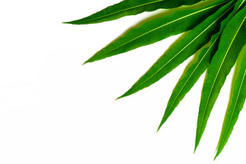 Fresh, narrow, green leaves are laid out like a fan in the upper right corner. Isolated photo. Chamaenérion angustifolium.  Medicinal plant. Blooming sally, Epilobium angustifolium. Fireweed.