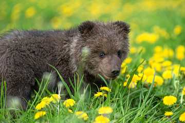 Fototapeta premium Brown bear cub playing on the summer field