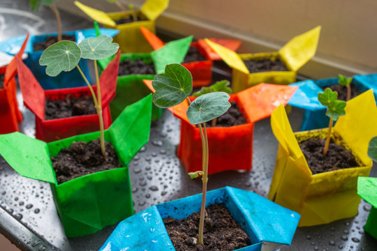 Capucines plant&eacute;es dans des godets huil&eacute;s en origamis color&eacute;s