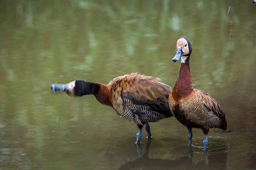 Two White faced Whistling-Duck in lakeside in Kruger National park, South Africa ; Specie...