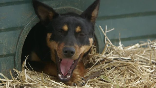 Close up portrait of beautiful Australian kelpie dog chilling in doorway of doghouse- zooming in.