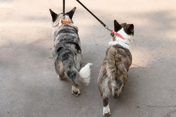 two corgi on a leash together