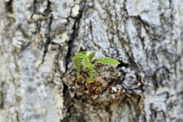 Tree flower 