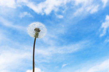 Dandelion on a background of blue sky with clouds.