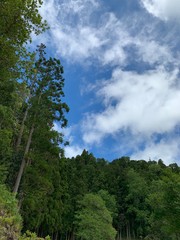 trees and blue sky on São Miguel island, Azores, Portugal near Sete Cidades