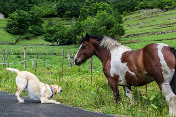 Un perro Labrador quiere jugar con un caballo