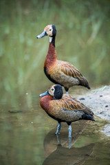 Two White faced Whistling-Duck in lakeside in Kruger National park, South Africa ; Specie Dendrocygna viduata family of Anatidae