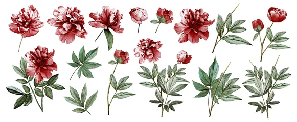 Badezimmer Foto Rückwand Watercolor illustration. Botanical collection of wild and garden plants. Set: leaves flowers, branches, herbs and other natural elements. All drawings isolated on white background. Maroon peonies. © Erenai