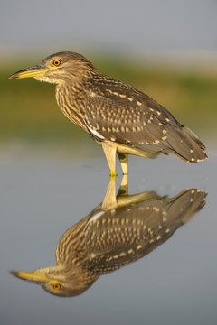 Black-crowned night heron (Nycticorax nycticorax), young bird attempting to devour its prey in the water, Kiskunsag National Park, Hungary, Europe