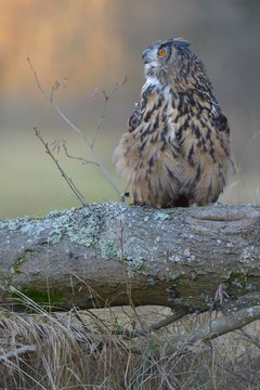 Eurasian eagle-owl (Bubo bubo), adult female hooting, Sumava National Park, Bohemia, Czech Republic, Europe